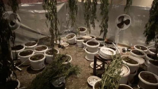 Разкриха домашна оранжерия за отглеждане на марихуана в Перник Това се