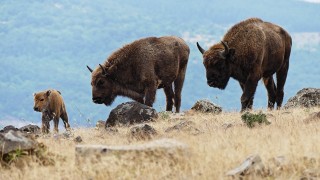 Вече пет години зубри обитават Източните Родопи Възстановяването на популацията