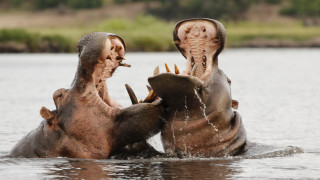 „Кокаиновите хипопотами“ на Пабло Ескобар