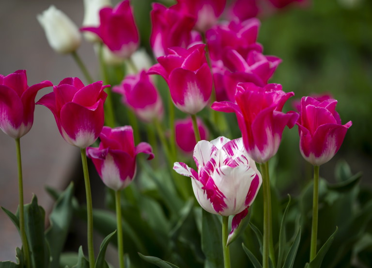 Лалетата внасят цвят в градината