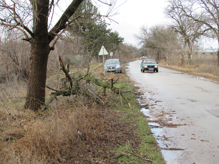Изгнило дърво се вряза в автомобил и прониза смъртоносно 30-годишна жена