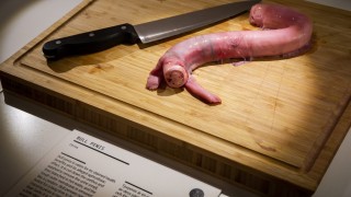 Отвращението е една от шестте най основни човешки емоции И макар