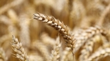 На софийската борса пшеницата се предлага за до 532 лв. за тон
