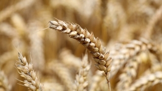 Рязък скок на фючърсите на пшеницата търгувани на Чикагската фондова