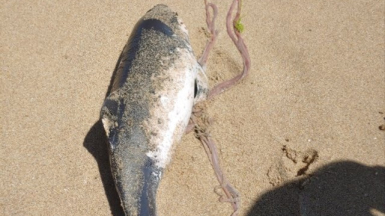 Изображение 489607