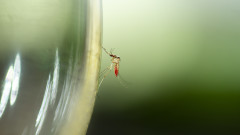 В Европа случаите на денга и други болести, пренасяни от комари се увеличават през 2023 г.