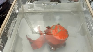 Индонезийските власти ще свалят съдържанието от втората черна кутия на