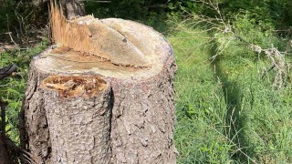 Екип на Регионална дирекция по горите София разкри незаконна