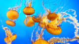 Океаните, медузите и кое животно устоява на високите температури и замърсяване