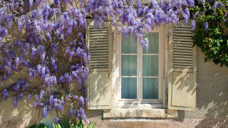 5 растения, които да подрежем в градината февруари