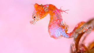 Тази седмица се проведе ежегодното състезание по подводна фотография в