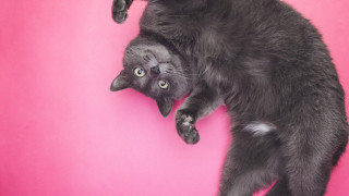 Котките са интелигентни животни и често изненадват с хитрост и