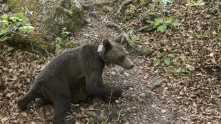 Дезориентирано малко кафяво мече за което се смята че се