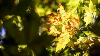 През деня ще бъде предимно слънчево Сутринта в отделни райони