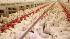 Най-големият производител на птиче месо в България сменя борда на директорите си