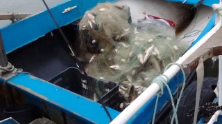 Заловиха две групи бракониери на риба на язовир "Огоста"