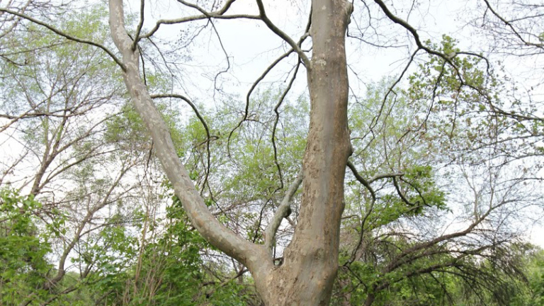 Зелените в Стара Загора предлагат 6 мерки за по-чист въздух