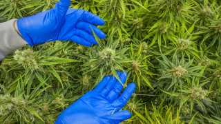 Задържаха двама жители на град Мизия за срок до 24