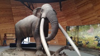 Да срещнеш мастодонт у нас Да мисията е възможна Мястото