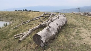Яне Янев обвинява кмета на Сандански за "вандалска сеч" на вековни дървета