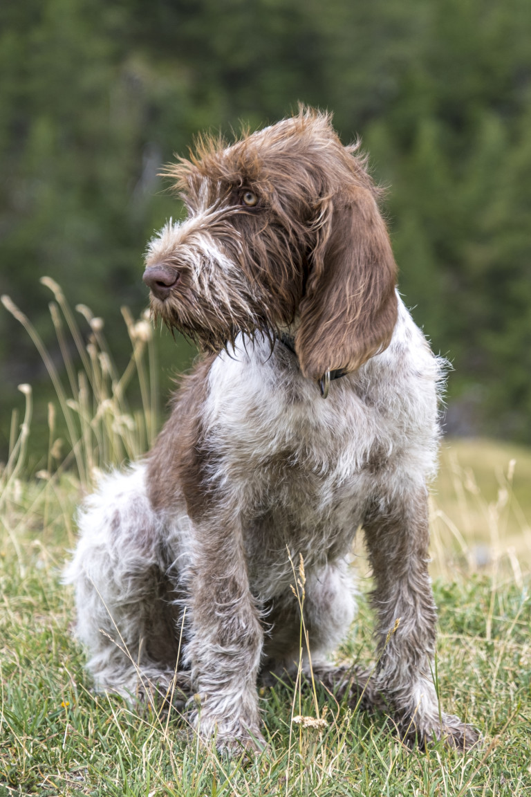 Спиноне италиано