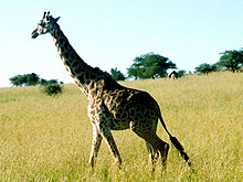 Жираф почина при удар в мост в ЮАР