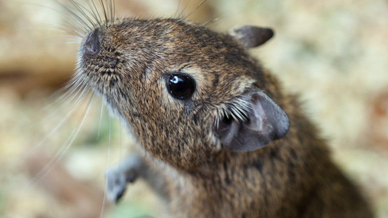 При най-благоприятни условия мишките обикновено не могат да живеят повече