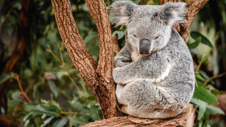 Към днешна дата коали се срещат само и единствено в
