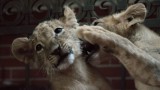 Кметът на Пазарджик покани "Четири лапи" заедно да гледат Терез и Масуд