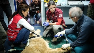 Един от лъвовете изведени от зоологическата градина в Разград постъпи