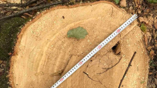 Незаконно са отсечени над 1600 дървета в землище край с