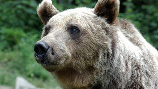 Тумор уби първата танцуваща мечка в Белица 