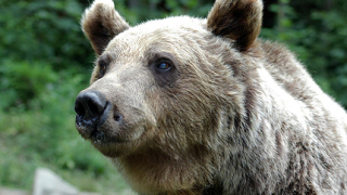 Тумор уби първата танцуваща мечка в Белица