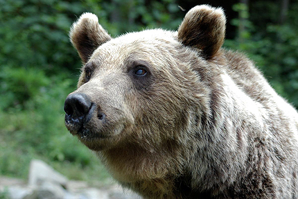 Тумор уби първата танцуваща мечка в Белица 