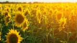 Прогнозират рекордна слънчогледова реколта в света
