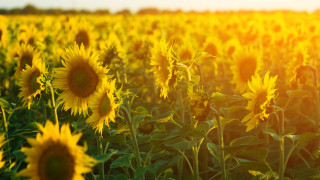 България ще излезе на първо място по производство на слънчоглед
