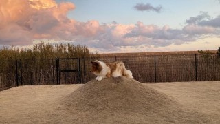 Мъжът, който похарчи 14 000 долара, за да се превърне в куче