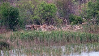 Варварски унищожиха гнездова колония от корморани на Дуранкулашкото езеро 