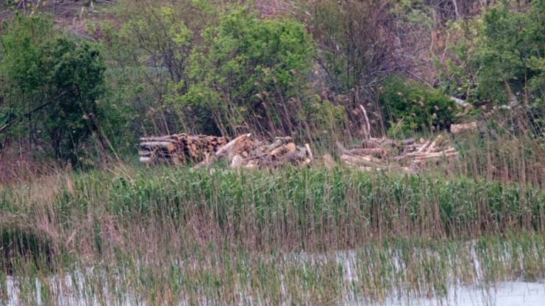 Унищожена е гнездовата колония на големите корморани при Дуранкулашкото езеро,