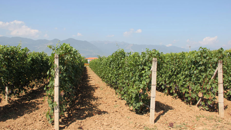 Двойно по-слаба реколта се очаква от лозята край Мелник и Сандански