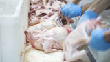  3 тона пилешко месо намерено в противозаконна транжорна във Варна 