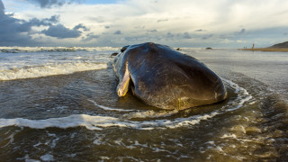 Пластмасата уби кита
