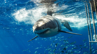 В Испания беше заснето видео на акула която обикаля до