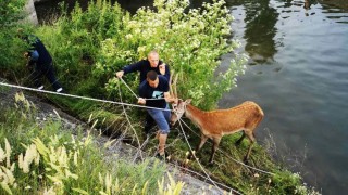 Пожарникари спасиха елен, паднал в напоителен канал в Сливенско