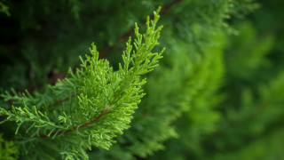 Всеки който живее в къща и има двор иска той