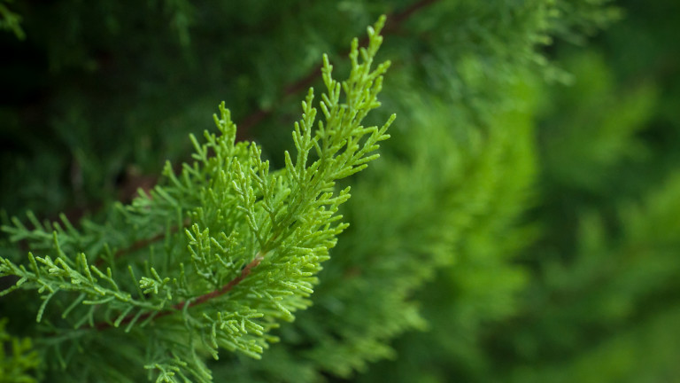 Изображение 741309