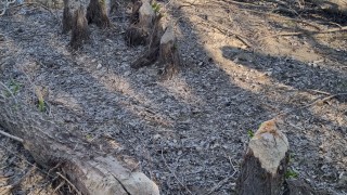 Бобрите се завръщат по българските острови в Дунав Това съобщават