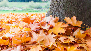 Какво правим през пролетта когато тревата в двора избуее Косим