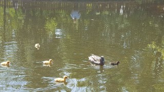 В езерото на Южния парк в София бяха открити мъртви