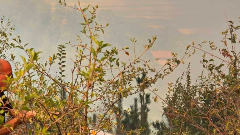 Изображение 733209